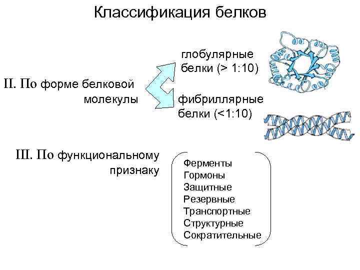 Формы белковых молекул. Классификация белков фибриллярные и глобулярные. Классификация белковых молекул. Белки классификация по форме. Белки классификация по форме молекул.