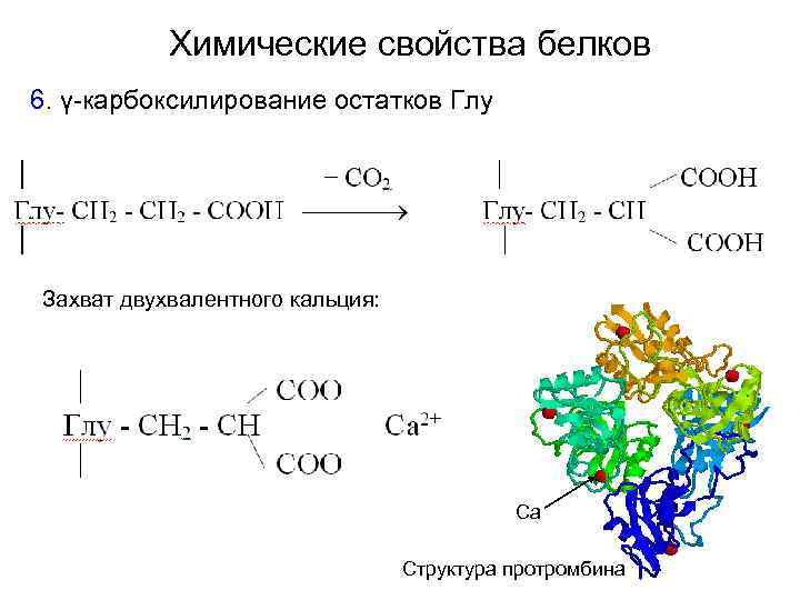 Химические свойства белков 6. γ-карбоксилирование остатков Глу Захват двухвалентного кальция: Са Структура протромбина 