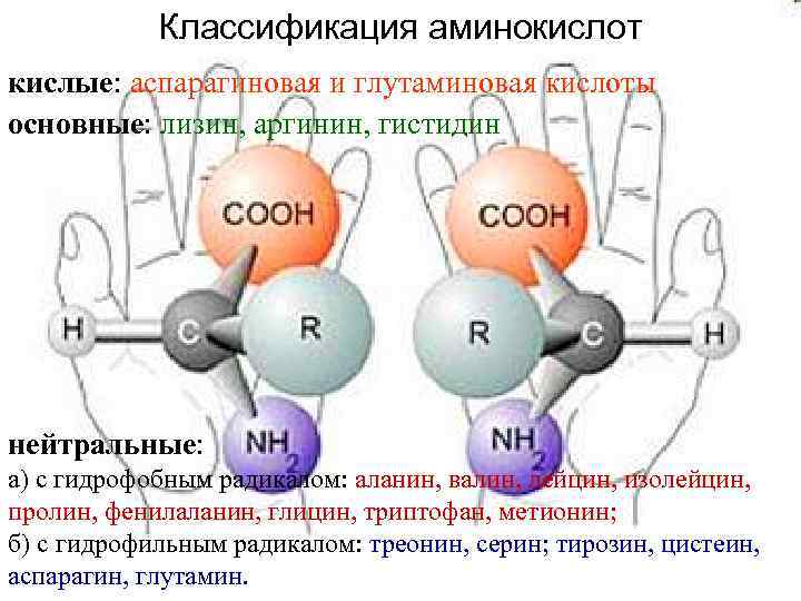 Классификация аминокислот кислые: аспарагиновая и глутаминовая кислоты основные: лизин, аргинин, гистидин нейтральные: а) с