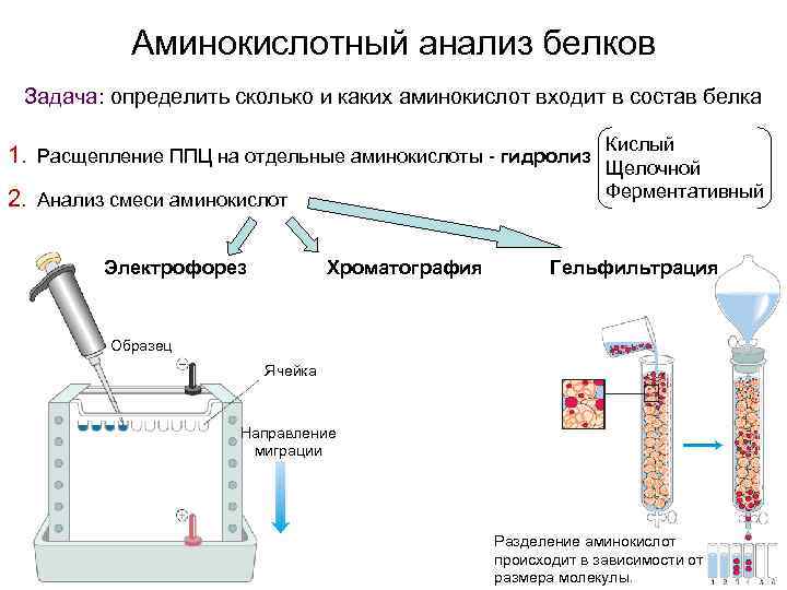 Аминокислотный анализ белков Задача: определить сколько и каких аминокислот входит в состав белка Кислый