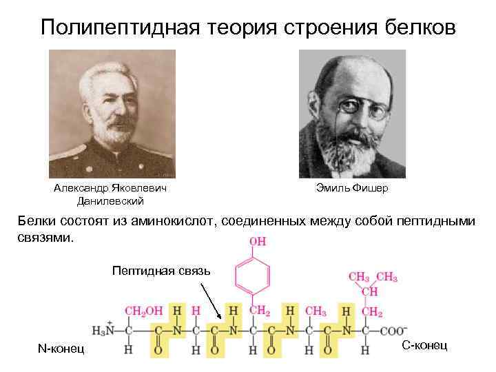 Полипептидная теория строения белков Александр Яковлевич Данилевский Эмиль Фишер Белки состоят из аминокислот, соединенных