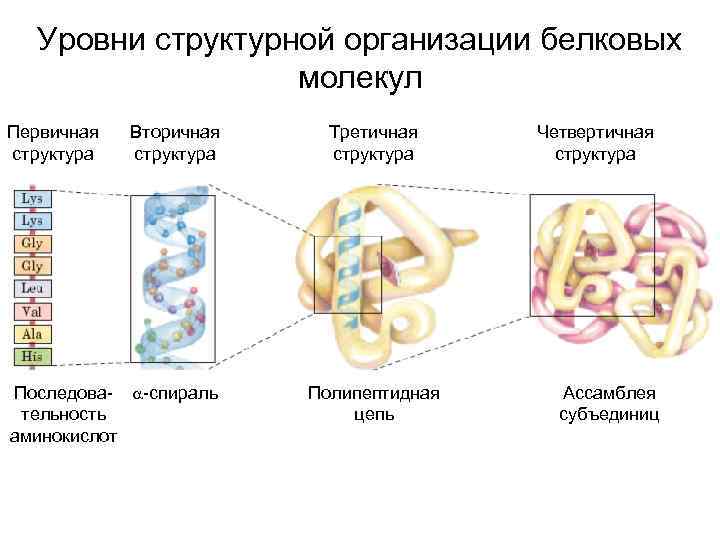 Уровни структурной организации белковых молекул Первичная структура Вторичная структура Последова- -спираль тельность аминокислот Третичная