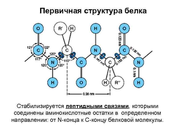 Первичная структура белка Стабилизируется пептидными связями, которыми соединены аминокислотные остатки в определенном направлении: от