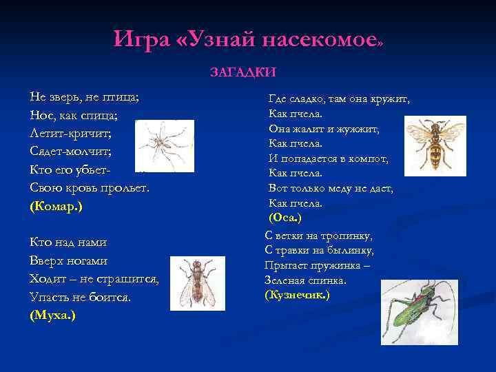 Загадки про насекомых для детей 5