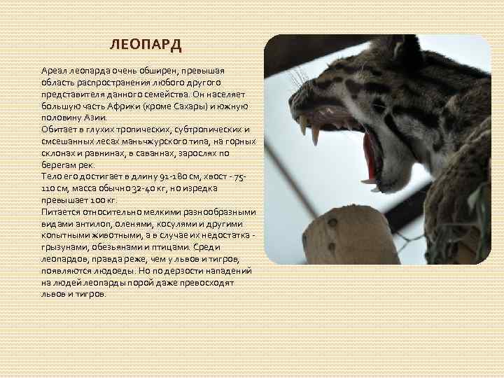 ЛЕОПАРД Ареал леопарда очень обширен, превышая область распространения любого другого представителя данного семейства. Он