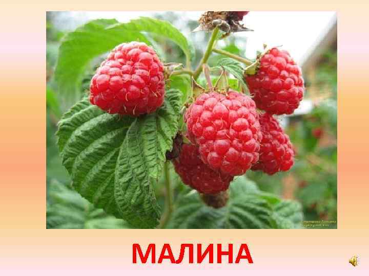 МАЛИНА 