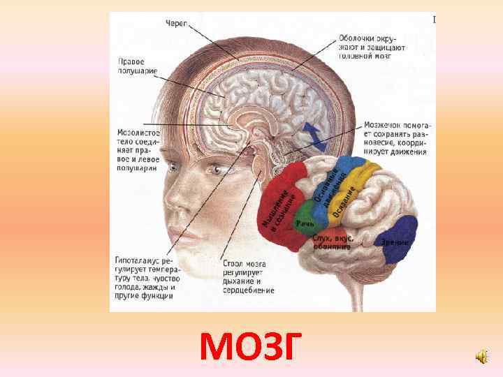 МОЗГ 