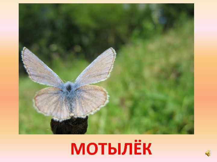 МОТЫЛЁК 