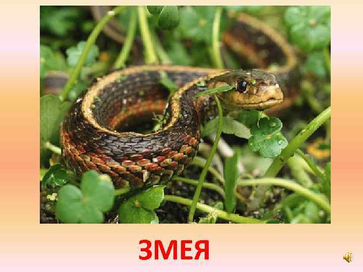 ЗМЕЯ 