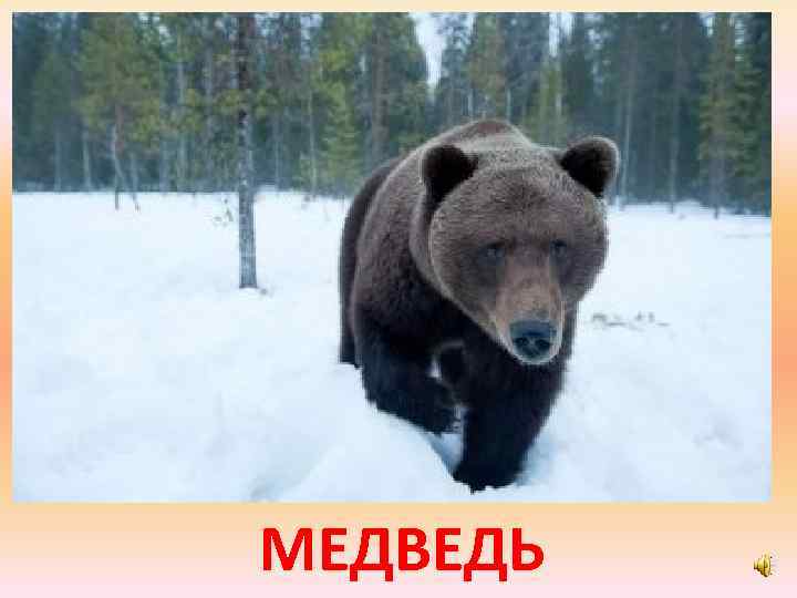 МЕДВЕДЬ 