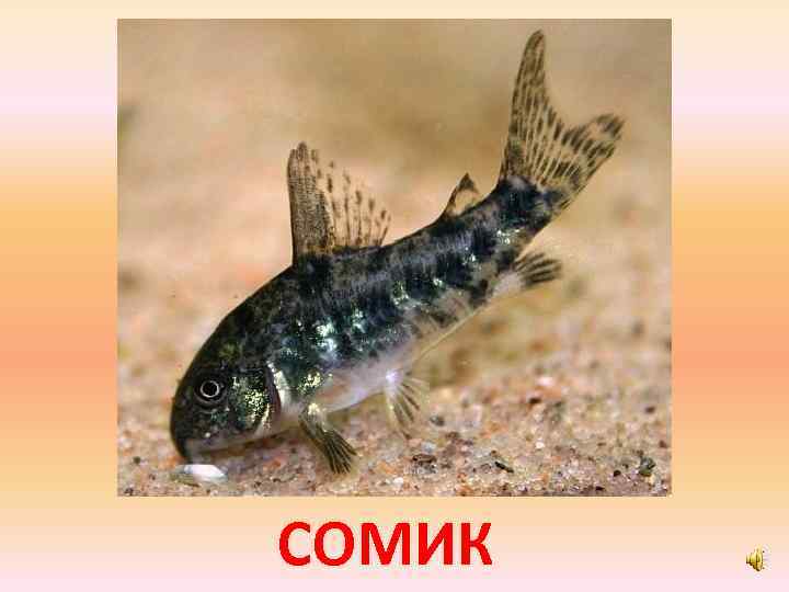 СОМИК 