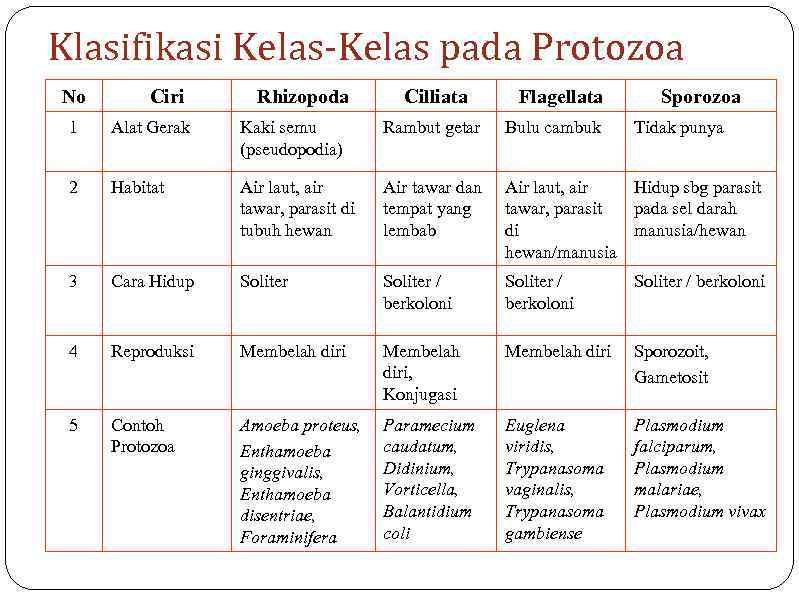 Klasifikasi Kelas-Kelas pada Protozoa No Ciri Rhizopoda Cilliata Flagellata Sporozoa 1 Alat Gerak Kaki