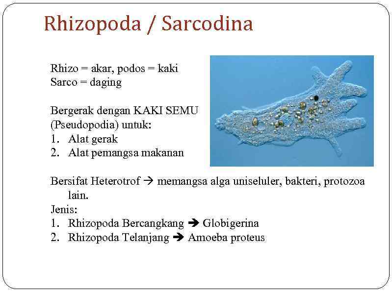 Rhizopoda / Sarcodina Rhizo = akar, podos = kaki Sarco = daging Bergerak dengan