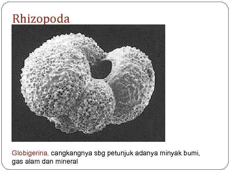 Rhizopoda Globigerina, cangkangnya sbg petunjuk adanya minyak bumi, gas alam dan mineral 