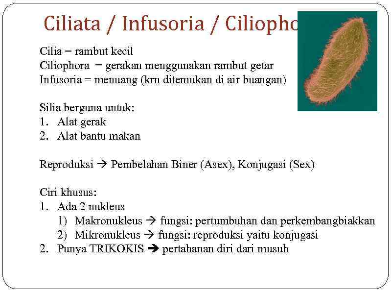 Ciliata / Infusoria / Ciliophota Cilia = rambut kecil Ciliophora = gerakan menggunakan rambut