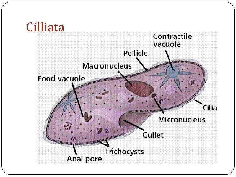 Cilliata 