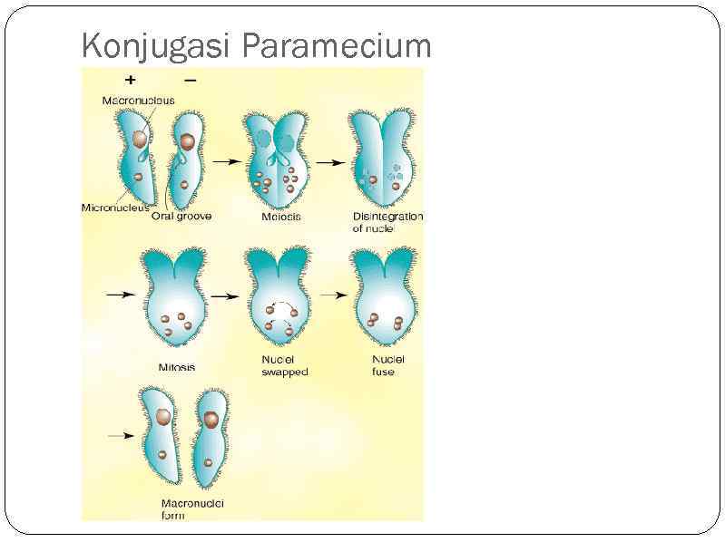 Konjugasi Paramecium 