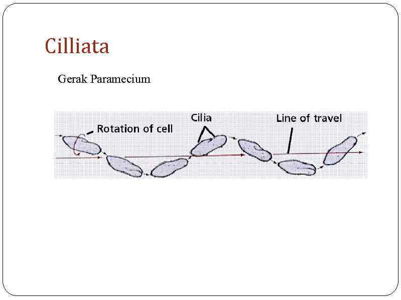 Cilliata Gerak Paramecium 