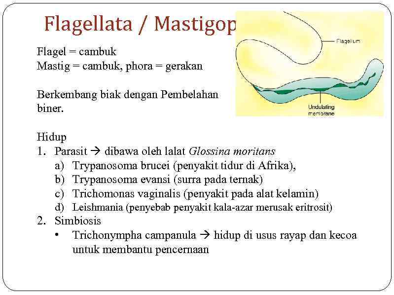 Flagellata / Mastigophora Flagel = cambuk Mastig = cambuk, phora = gerakan Berkembang biak