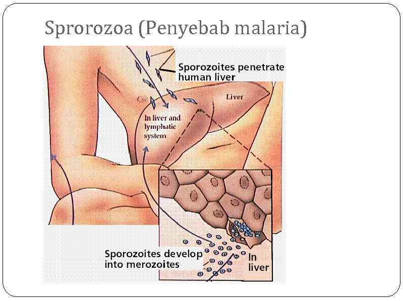 Sprorozoa (Penyebab malaria) 