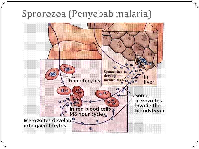Sprorozoa (Penyebab malaria) 