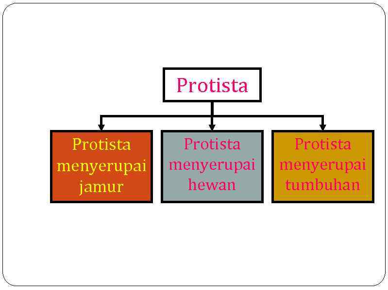 Protista menyerupai jamur Protista menyerupai hewan Protista menyerupai tumbuhan 