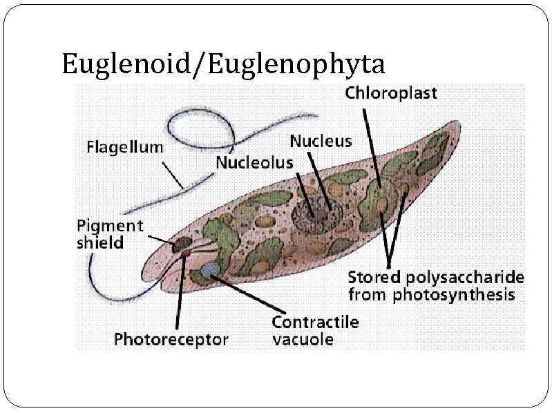 Euglenoid/Euglenophyta 