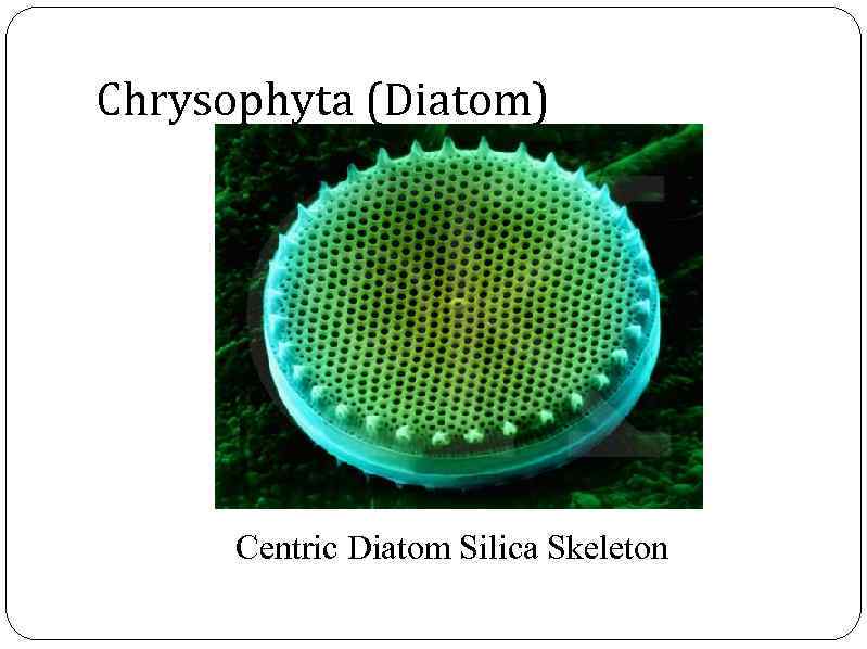 Chrysophyta (Diatom) Centric Diatom Silica Skeleton 