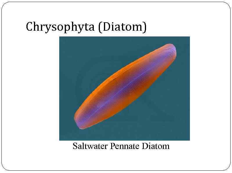 Chrysophyta (Diatom) Saltwater Pennate Diatom 