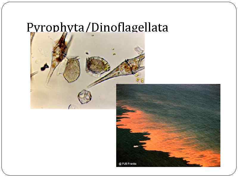 Pyrophyta/Dinoflagellata 