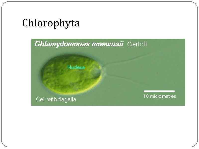 Chlorophyta 