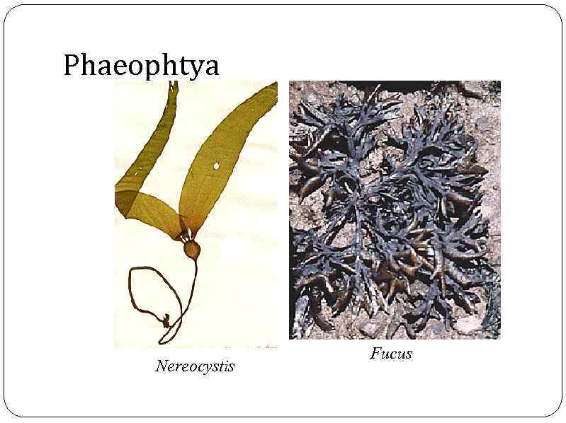 Phaeophtya Nereocystis Fucus 