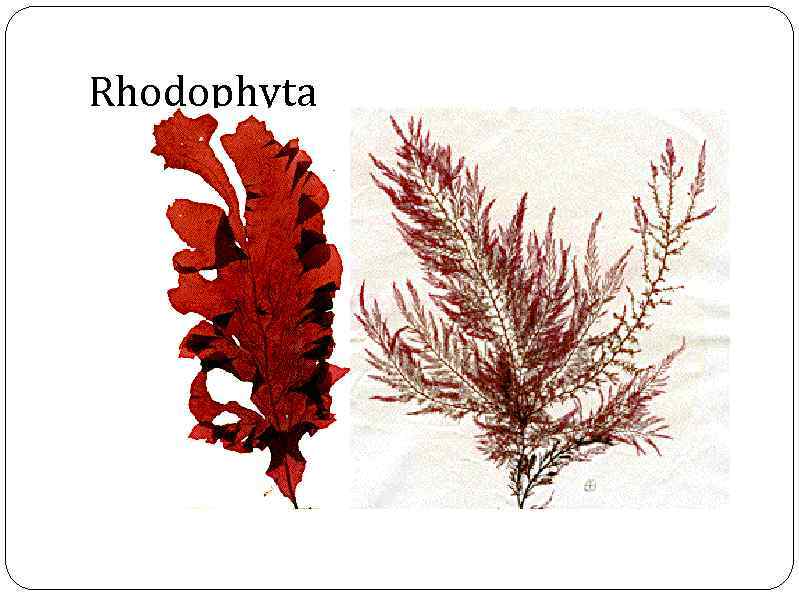 Rhodophyta 