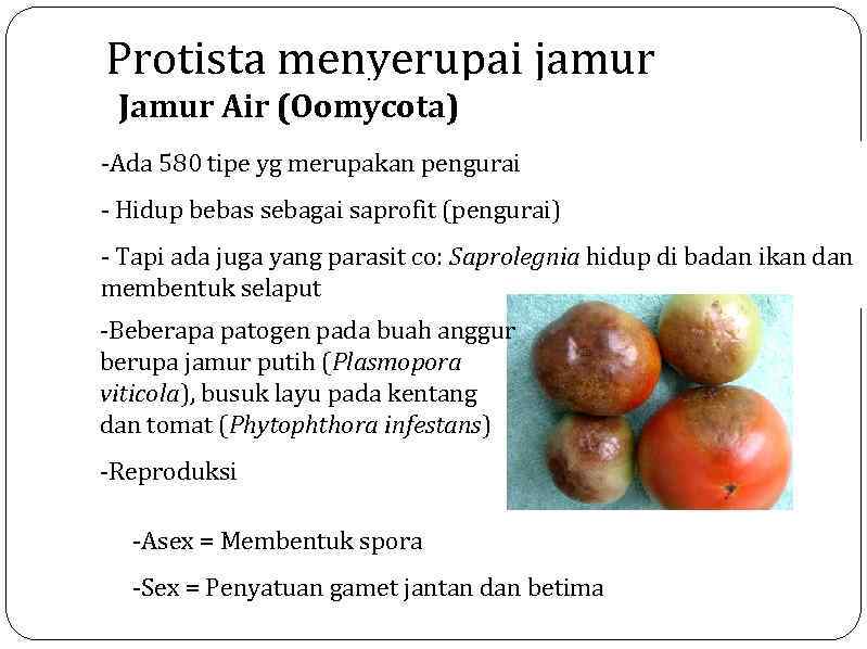 Protista menyerupai jamur Jamur Air (Oomycota) -Ada 580 tipe yg merupakan pengurai - Hidup