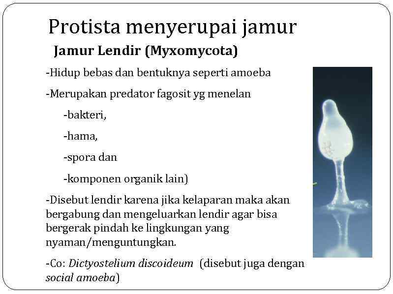 Protista menyerupai jamur Jamur Lendir (Myxomycota) -Hidup bebas dan bentuknya seperti amoeba -Merupakan predator