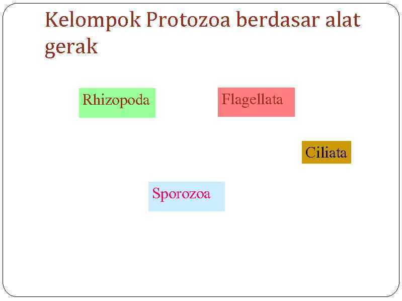 Kelompok Protozoa berdasar alat gerak Flagellata Rhizopoda Ciliata Sporozoa 