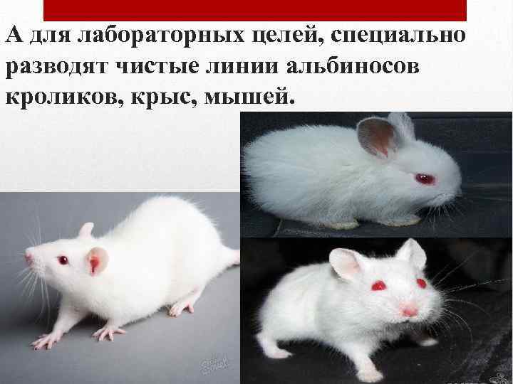 А для лабораторных целей, специально разводят чистые линии альбиносов кроликов, крыс, мышей. 