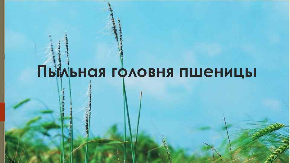 Пыльная головня пшеницы 