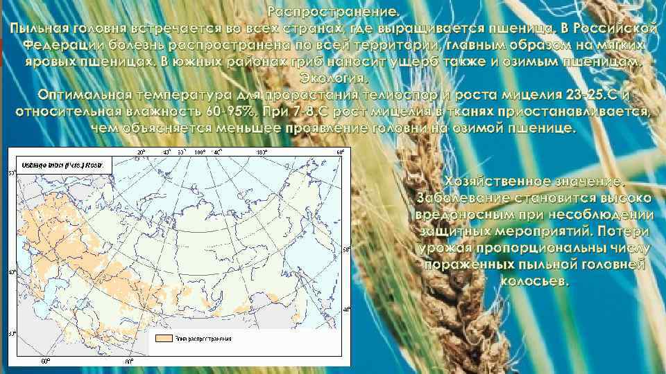 Распространение. Пыльная головня встречается во всех странах, где выращивается пшеница. В Российской Федерации болезнь