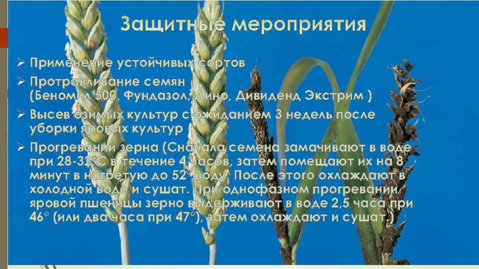 Ø Применение устойчивых сортов Ø Протравливание семян (Беномил 500, Фундазол, Дино, Дивиденд Экстрим )