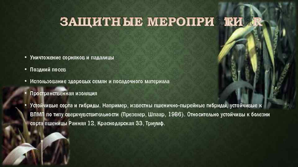 ЗАЩИТНЫЕ МЕРОПРИЯТИЯ • Уничтожение сорняков и падалицы • Поздний посев • Использование здоровых семян