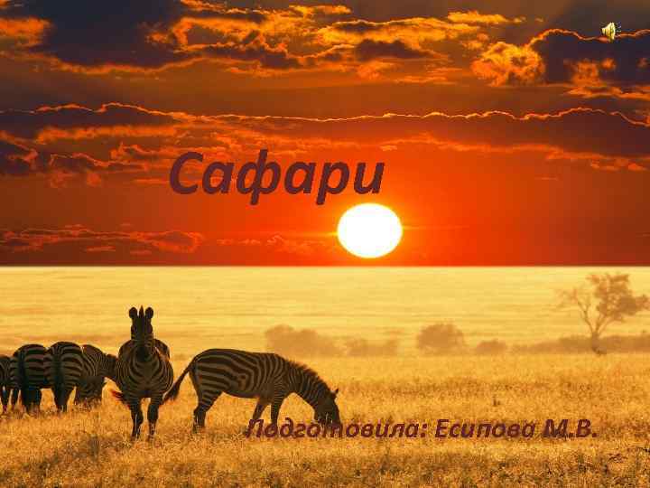 Сафари Подготовила: Есипова М. В. 