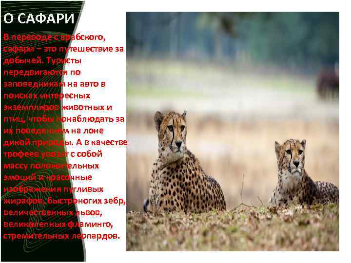 О САФАРИ В переводе с арабского, сафари – это путешествие за добычей. Туристы передвигаются