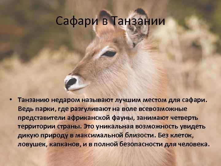 Сафари в Танзании • Танзанию недаром называют лучшим местом для сафари. Ведь парки, где