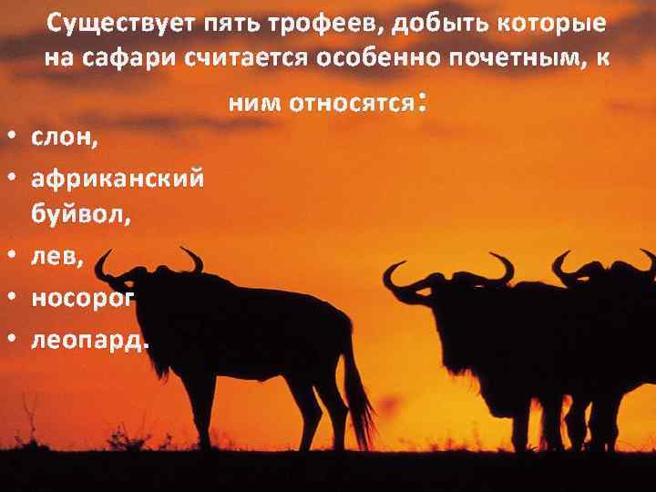 Существует пять трофеев, добыть которые на сафари считается особенно почетным, к • слон, •