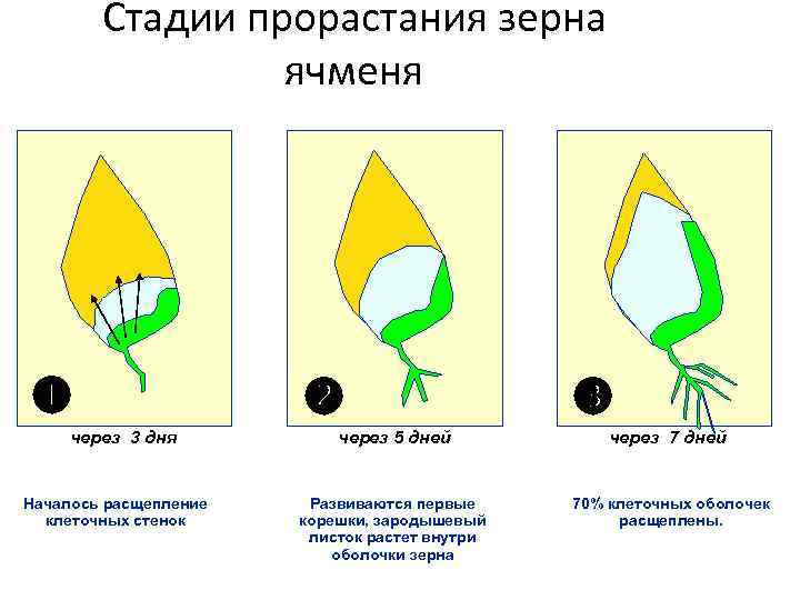 Даны в случайном порядке рисунки прорастания фасоли и зерна ячменя