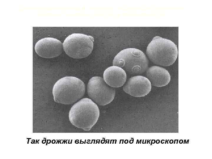 Фото дрожжей под микроскопом