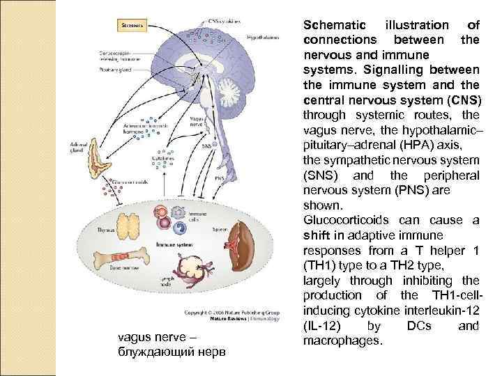 vagus nerve – блуждающий нерв Schematic illustration of connections between the nervous and immune