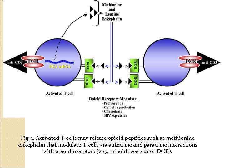 Fig. 1. Activated T-cells may release opioid peptides such as methionine enkephalin that modulate