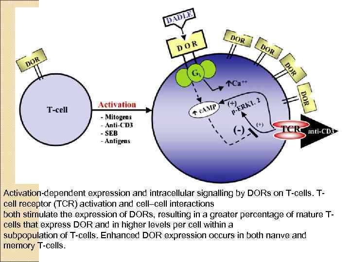 Activation-dependent expression and intracellular signalling by DORs on T-cells. Tcell receptor (TCR) activation and